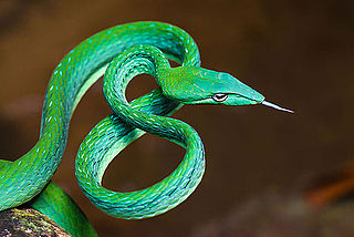 <i>Ahaetulla prasina</i> Species of snake