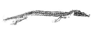 <i>Aigialosaurus</i> Extinct genus of lizards