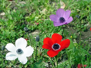 <i>Anemone</i> Genus of flowering plants in the family Ranunculaceae