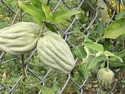 Doca, Tasi (Araujia odorata Syn.: Morrenia odorata, Araujia brachystephana Syn.: Morrenia brachystephana) (ähnliches Bild)