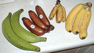 <span class="mw-page-title-main">Banana</span> Tropical/subtropical edible staple, fruit