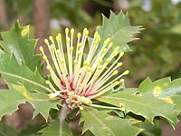 Banksia ilicifolia