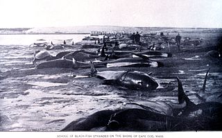 <span class="mw-page-title-main">Cetacean stranding</span> Phenomenon in which a whale becomes stuck on a beach, often causing the whales death