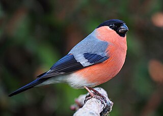 <span class="mw-page-title-main">Eurasian bullfinch</span> Species of bird