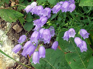 <span class="mw-page-title-main">Campanulaceae</span> Family of flowering plants comprising bellflowers