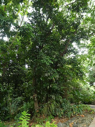 <i>Carnarvonia araliifolia</i> Species of flowering plant