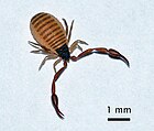 Chelifer cancroides (Bücherskorpion) [D]