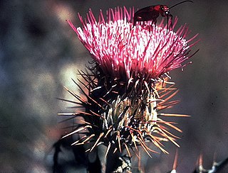 <i>Cirsium ochrocentrum</i> Species of thistle