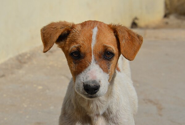 Un chiot dans les rues de Jaisalmer