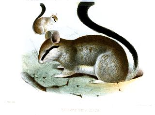 <span class="mw-page-title-main">Asian garden dormouse</span> Species of rodent