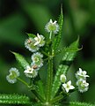 Krøkin steinbrá (Galium aparine)