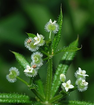 <i>Galium</i> Genus of plants