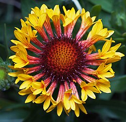 Gaillardia sp. cv 'fanfare'. Photo prise en Tasmanie, Australie. (définition réelle 2 394 × 2 328)