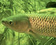 Grass Carp.jpg