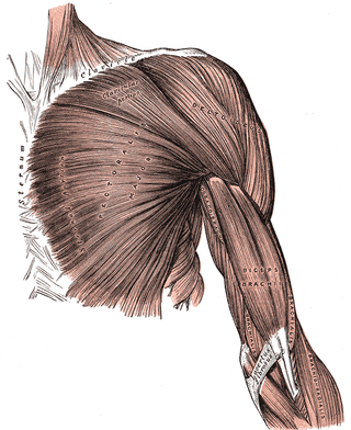 <span class="mw-page-title-main">Clavipectoral triangle</span>