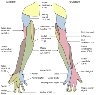 Posterior cutaneous nerve of forearm