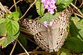 Junonia atlites gray pansy