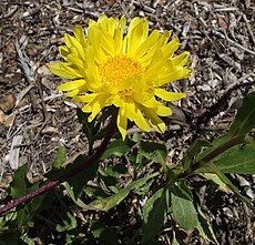 Fleur de Bouton d'or ou Butón de oro (Grindelia chiloensis).