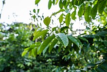 Guayusa Blatt