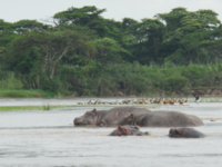 Hippos in Burundi.png