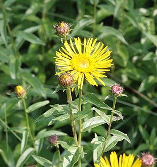 <i>Pentanema salicinum</i> Species of flowering plant