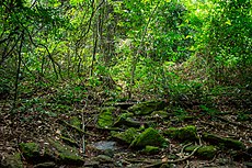 Parc national de Kakum (Ghana)