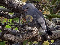 Lizard buzzard, common in woodland throughout Malawi Kaupifalco monogrammicus.jpg