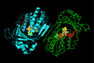 <span class="mw-page-title-main">Kynurenine 3-monooxygenase</span> Enzyme