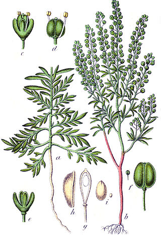 <i>Lepidium ruderale</i> Species of flowering plant in the cabbage family Brassicaceae