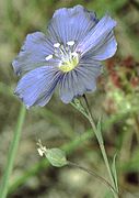 Linum leonii