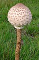 Macrolepiota procera (Parasolpilz, jung) [D]