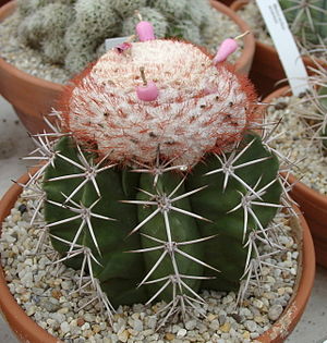 Melocactus violaceus