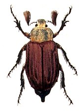 M. hippocastani Melolontha.hippocastani.-.calwer.19.05.jpg