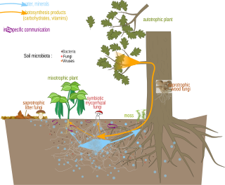 <span class="mw-page-title-main">Mycorrhizal network</span> Underground fungal networks that connect individual plants together