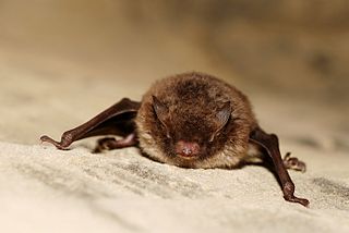 <span class="mw-page-title-main">Daubenton's bat</span> Species of bat