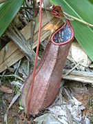 Nepenthes tomoriana