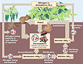 Image 27Biological nitrogen cycling (from Ecosystem)