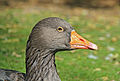 * Nomination Portrait of a Greylag Goose in France --Clément Bardot 20:37, 27 April 2013 (UTC) * Promotion Good quality. --Florstein 07:59, 28 April 2013 (UTC)