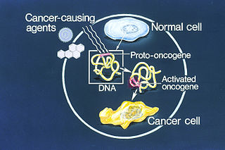 <span class="mw-page-title-main">Oncogene</span> Gene that has the potential to cause cancer