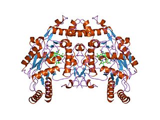 <span class="mw-page-title-main">Endothelial NOS</span> Protein and coding gene in humans