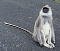 Tufted Gray Langur (Semnopithecus priam), Tamil Nadu, India.