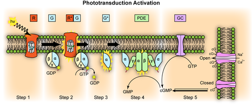 Representation of molecular steps in photoactivation (modified from Leskov et al., 2000 ). Depicted is an outer membrane disk in a rod. Step 1: Incident photon (hn) is absorbed and activates a rhodopsin (likewise photopsin) by conformational change in the disk membrane to R*. Step 2: Next, R* makes repeated contacts with transducin molecules, catalyzing its activation to G* by the release of bound GDP in exchange for cytoplasmic GTP, which expels its b and g subunits. Step 3: G* binds inhibitory g subunits of the phosphodiesterase (PDE) activating its a and b subunits. Step 4: Activated PDE hydrolyzes cGMP. Step 5: Guanylyl cyclase (GC) synthesizes cGMP, the second messenger in the phototransduction cascade. Reduced levels of cytosolic cGMP cause cyclic nucleotide gated channels to close preventing further influx of Na and Ca . Phototransduction.png