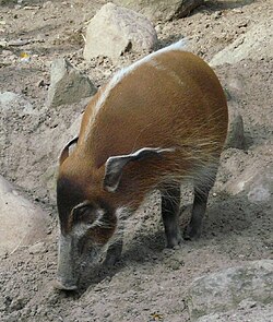 Rietumāfrikas upju cūka (Potamochoerus porcus)