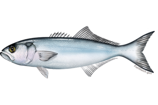 <span class="mw-page-title-main">Bluefish</span> Species of marine pelagic fish (Pomatomus saltatrix)