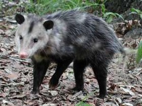 Didelphis virginiana no parque estadual do Rio Myakka, na Flórida