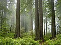 Redwood Ulusal Parkı