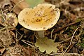 Russula raoultii