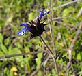 Salvia columbariae