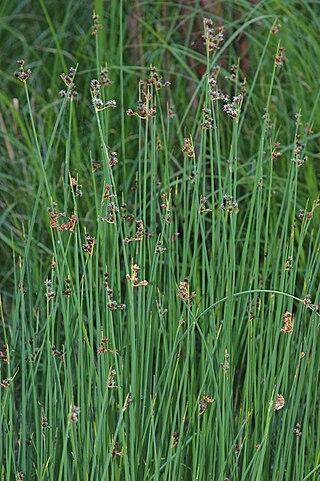 <i>Schoenoplectus tabernaemontani</i> Species of grass-like plant