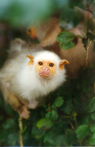 <i>Mico</i> (genus) Genus of New World monkeys